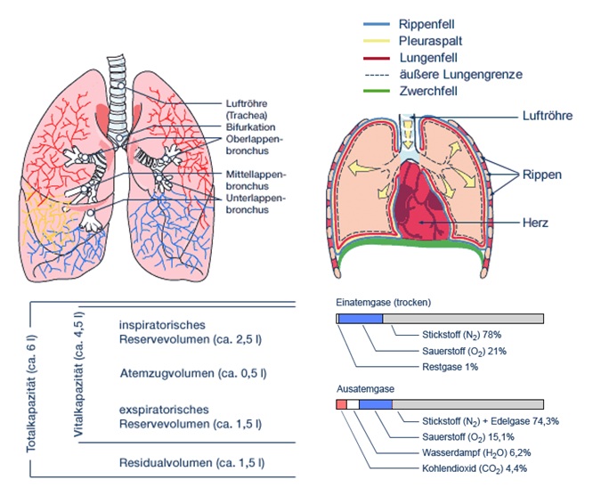 Lunge, Abbildung 2